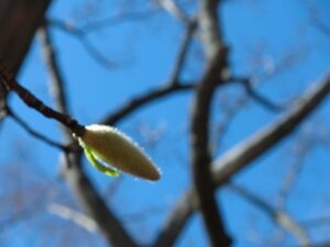 「ジェモセラピーセミナー」に参加して①