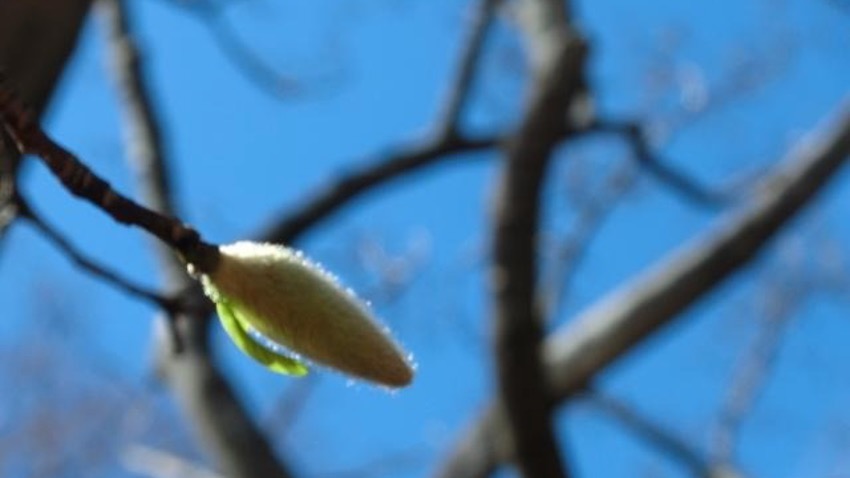 「ジェモセラピーセミナー」に参加して①