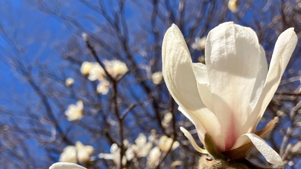 【ブログ】「ジェモセラピーセミナー」 に参加して③