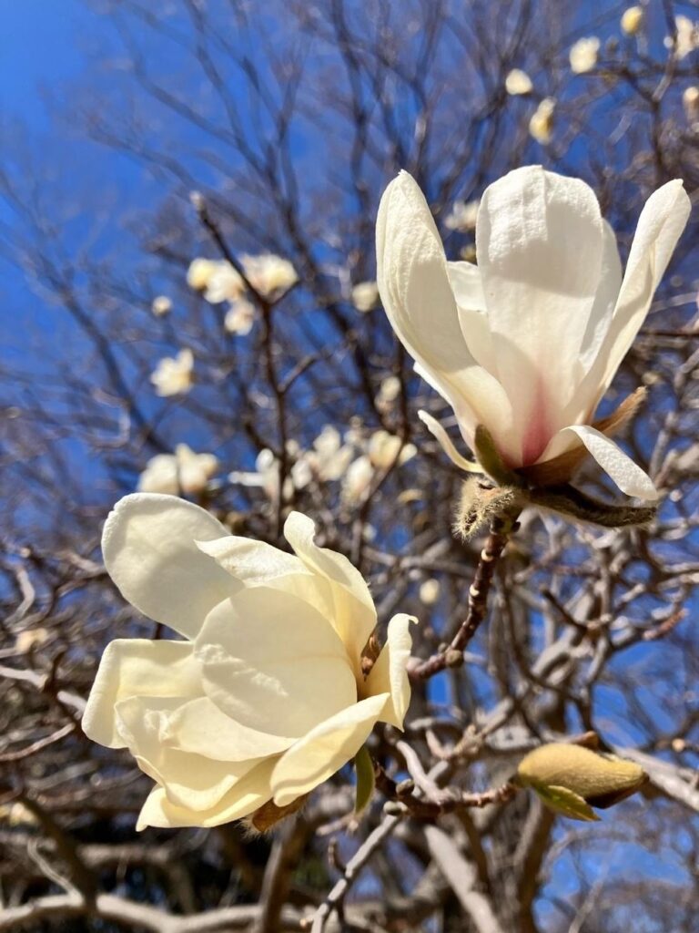 植物療法「ジェモセラピーセミナー」に参加して3